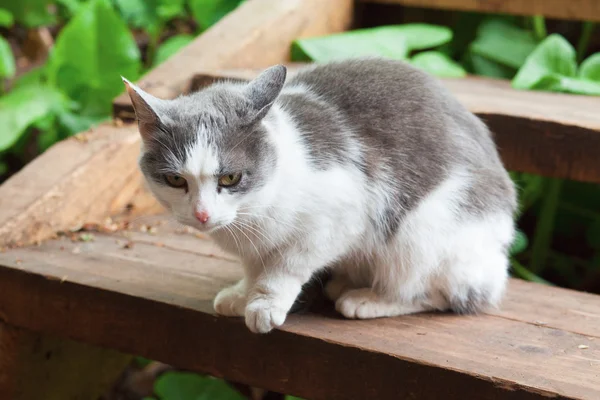 Chat assis dans les escaliers — Photo