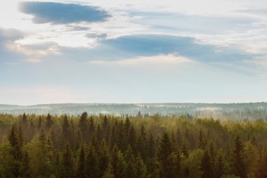  sonra yağmur ormanı