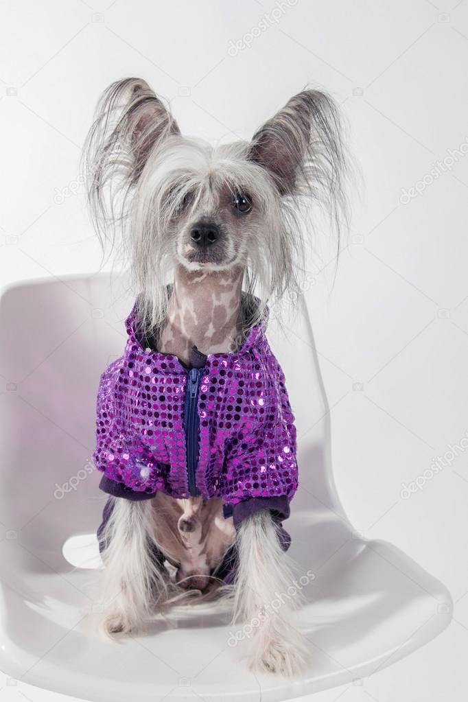 Hairless Chinese Crested Dog clothing