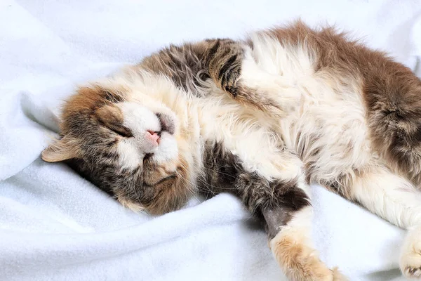 Κοντινό Πλάνο Κοιμάται Ευτυχισμένη Γάτα Στο Κρεβάτι Αυλή Γάτα Έχει — Φωτογραφία Αρχείου