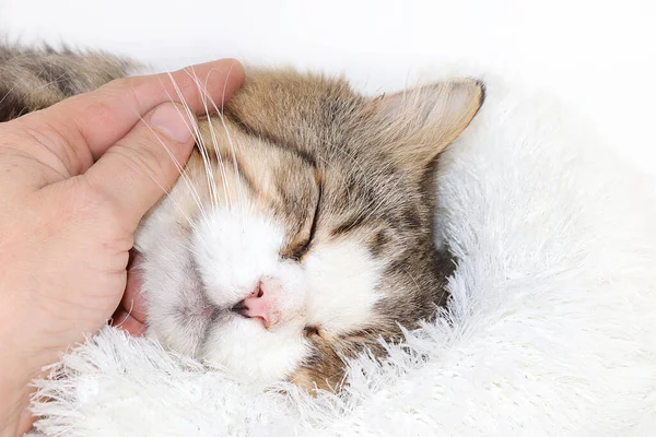 Close Sleeping Cat Man Hand Cozy Yard Cat Has Found — Stock Photo, Image