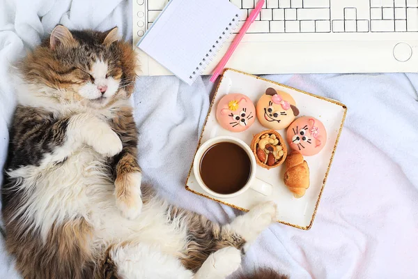 Modern woman working desk, cozy home office with a cat. coffee latte and muffins on light blanket, healthy lifestyle, perfect cozy morning, flat lay