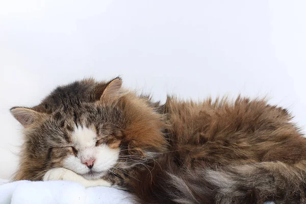 Κοντινό Πλάνο Ενός Κοιμισμένου Γάτου Μια Γάτα Έχει Βρει Σπίτι — Φωτογραφία Αρχείου