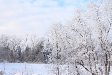 Kışın Rus doğası, Noel arkaplanı. Bir kar yağışından sonra, ağaç dalları karla kaplanır ve güneşte parlar. Bu güzel bir kış bayrağı, yeni yıl kartı, seçici bir odak noktası.