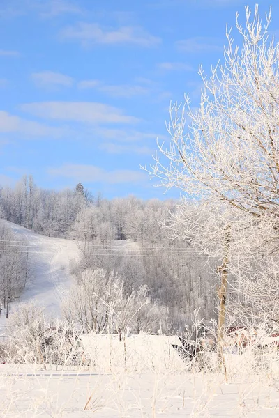 Russische Natur Winter Weihnachtlicher Hintergrund Nach Einem Schneefall Sind Die — Stockfoto