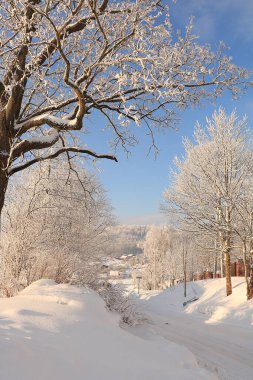 Kışın Rus doğası, Noel arkaplanı. Bir kar yağışından sonra, ağaç dalları karla kaplanır ve güneşte parlar, şiddetli don ve düşük sıcaklıklar. Bu güzel bir kış bayrağı, yeni yıl kartı.,