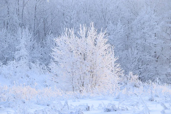 Russische Natur Winter Weihnachtlicher Hintergrund Nach Einem Schneefall Sind Die — Stockfoto