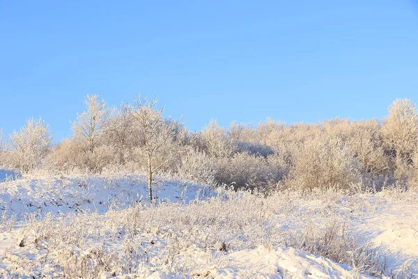 Russian nature in winter, Christmas background. After a snowfall, tree branches are covered with snow and sparkle in the sun, severe frost and low temperatures. This is a beautiful winter banner, new year card,