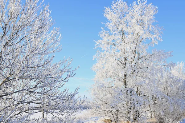 Russische Natur Winter Weihnachtlicher Hintergrund Wald Nach Schneefall Äste Von — Stockfoto