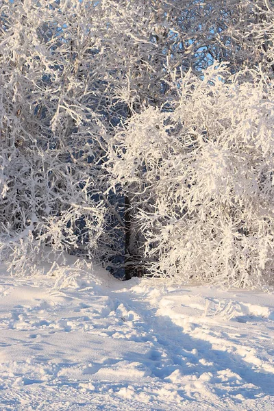 Russian nature in winter, New Year background. Road in the forest, tree branches are covered with snow, severe frost and low temperatures. This is a beautiful winter banner, New Year card,