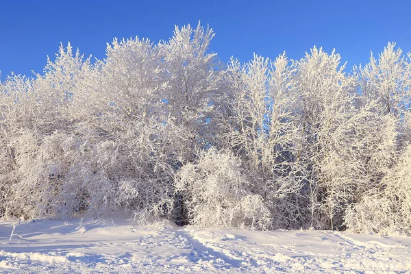 Russische Natur Winter Weihnachtlicher Hintergrund Wald Nach Schneefall Äste Von — Stockfoto