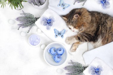 Spa konsepti, aromatik su, lavanta, arşiv çiçekleri ve havlunun üzerinde uyuyan bir kedi aromaterapi ve cilt bakımı, salon davetiyesi ve reklam kartı, hayvan bakımı, seçici odaklanma.