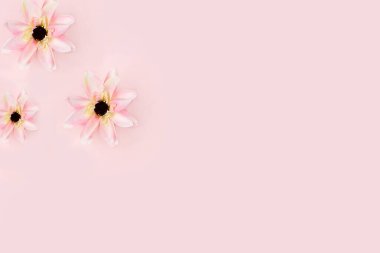 Soyut çiçek aranjmanı, bahar arkaplanı. Pembe arka planda nilüfer çiçeği, asgari tatil konsepti. Kadınlar günü için kartpostal, anneler günü, mutlu yıllar, düğün, ekran için pankart, seçici odaklanma