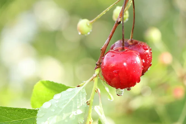 Ripe Juicy Cherries Garden Rain Water Drops Berries Sparkle Sun — Stock Photo, Image