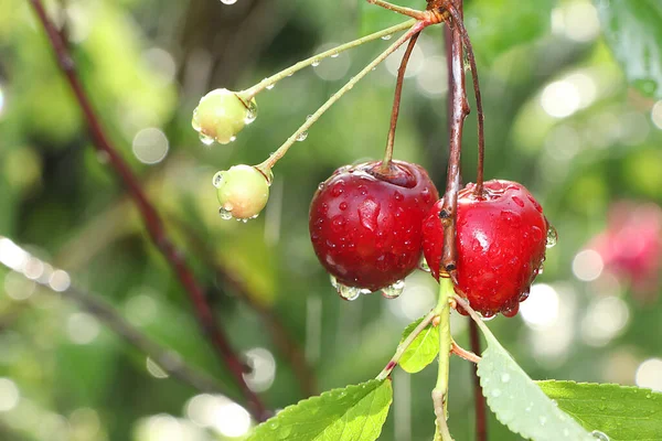 Ripe Juicy Cherries Garden Rain Water Drops Berries Sparkle Sun — Stock Photo, Image