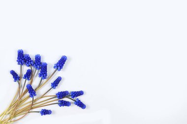 Soyut çiçek kompozisyonu düz yerleşim, arka plan, çiçekli minimum tatil konsepti, bahar afişi. Masadaki Muscari çiçekleri. Anneler günü kartı, mutlu yıllar, düğün, mesajlaşma yeri.,