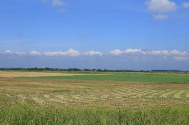 Güneşli bir yaz gününde saman yapım sırasında Rus tarlası. Yabani otlar, çiçekler, Rus kırsalında karahindiba, yaz mevsimi kırsal arka plan, seçici odak