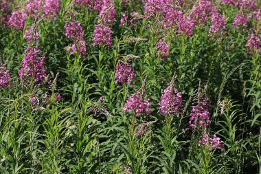 Şifalı bitki tarlası ivan çayı, alternatif tıp konsepti, doğal geçmiş, hastalıkların tedavisinde kullanılan, düz yatak,