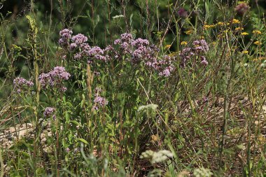 Oregano şifalı bitkiler seti, alternatif tıp konsepti, doğal altyapı, nane hastalıkların tedavisinde kullanılır, düz yatak,