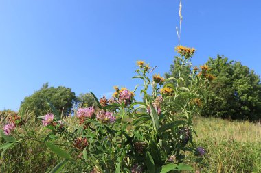Şifalı bitki yoncaları ve St. John 's otu, alternatif tıp konsepti, doğal arka plan, hastalıkların tedavisinde kullanılır.,
