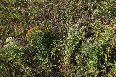 Şifalı bitkiler ve yabani otlar, alternatif tıp ve doğal kozmetik konsepti, arka plan, nane, papatya, kekik otu ve yarrow hastalıkların tedavisinde kullanılır.,