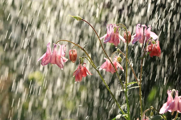 Summer rain in the garden and flowers with drops on a bokeh background, blurred focus. Beautiful summer garden early in the morning with natural bokeh and rain background, abstract flower arrangement, holiday concept with flowers, relaxing in the gar