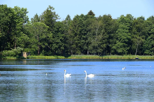 Beautiful Landscape River Lake Summer Bright Sunny Day Pond Floating — Stock Photo, Image