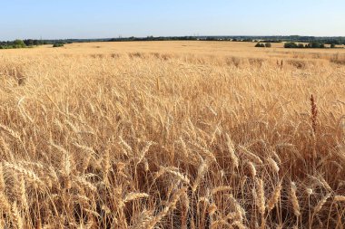 Mavi gökyüzünün arka planında sarı buğday ve çavdar tarlasından olgun kulaklar. Zengin hasat kavramı, seçici odaklanma, kırsal alan. Doğanın resmini kapat. Fırın reklamı, sonbahar afişi, metin için yer.