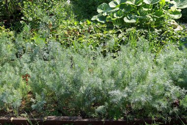Kırsal bir sebze bahçesinde genç dereotlu yataklar. Doğal ürünlerin eko konsepti ve sonbaharda hasat, kırsal yaşam tarzı,