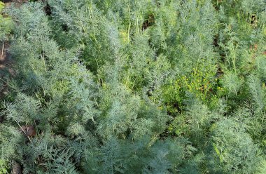 Kırsal bir sebze bahçesinde genç dereotlu yataklar. Doğal ürünlerin eko konsepti ve sonbaharda hasat, kırsal yaşam tarzı,