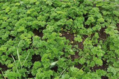 Kırsal bir sebze bahçesinde maydanozlu yataklar. Doğal ürünlerin eko konsepti ve sonbaharda hasat, kırsal yaşam tarzı,