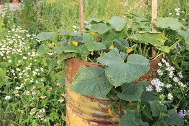 Kırsal bir sebze bahçesinde genç dereotlu yataklar. Doğal ürünlerin eko konsepti ve sonbaharda hasat, kırsal yaşam tarzı,