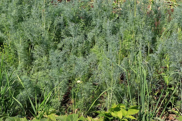 Kırsal bir sebze bahçesinde genç dereotlu yataklar. Doğal ürünlerin eko konsepti ve sonbaharda hasat, kırsal yaşam tarzı,