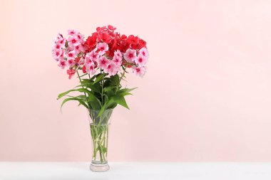 Vazoda Phlox çiçekleri, soyut çiçek aranjmanı, bahar ya da sonbahar arkaplanı yazı için yer, asgari tatil konsepti, natürmort hayat, kartpostal. Anneler günü, kadınlar günü, mutlu yıllar, düğün, seçici odaklanma.