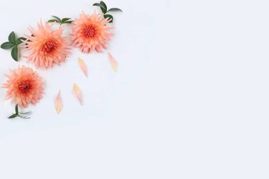 Hafif bir arkaplanda Dahlia çiçekleri, soyut çiçek aranjmanı, yazı için yeri olan sonbahar arkaplanı, asgari tatil konsepti, natürmort hayat, kartpostal. Mutlu anneler günü, mutlu kadınlar günü, mutlu yıllar, düğün, seçici odaklanma