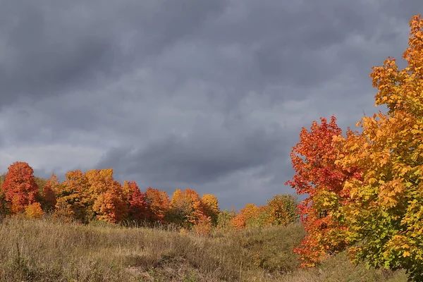 Podzimní Park Září Deštivého Dne Stezka Červenými Javorovými Listy Tmavými — Stock fotografie