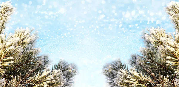 Χριστούγεννα Και Πρωτοχρονιά Φόντο Έλατα Κλαδιά Καλύπτονται Παγετό Και Χιόνι — Φωτογραφία Αρχείου