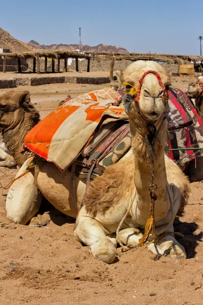 Camel sitting in Egiptian oasis — Stock Photo, Image