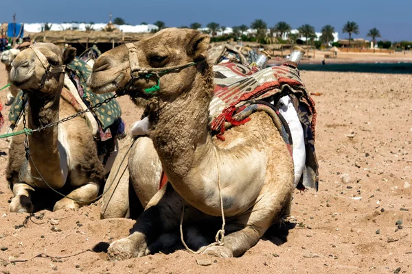 Cammello seduto nell'oasi egizia — Foto Stock