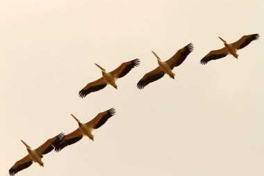 Grup oluşumu uçan Pelikan