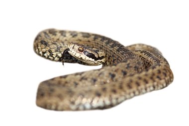 izole vipera ursinii vurmaya hazır