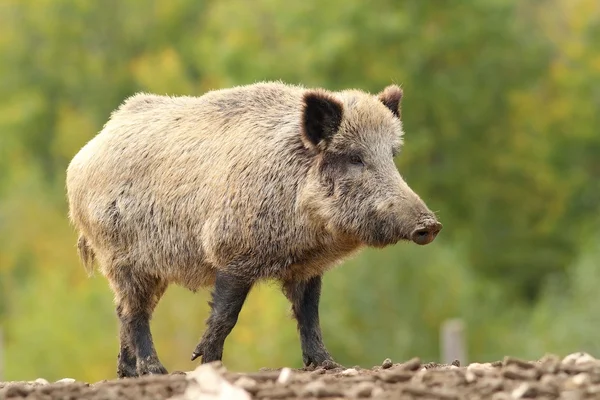 Big wild boar near the green forest — Stock Photo, Image