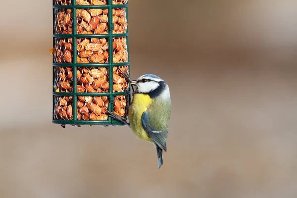 Mésange bleue sur mangeoire d'oiseau de jardin — Photo