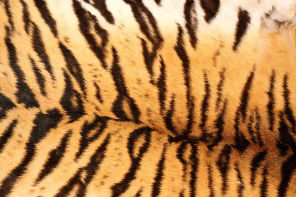 Black tiger stripes — Stock Photo, Image