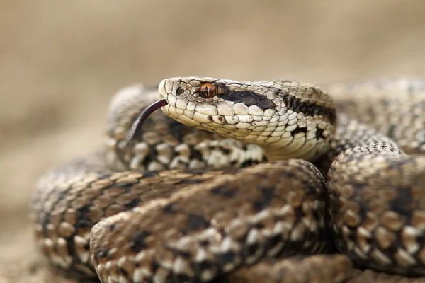 Detail of a meadow adder — Stock Photo, Image