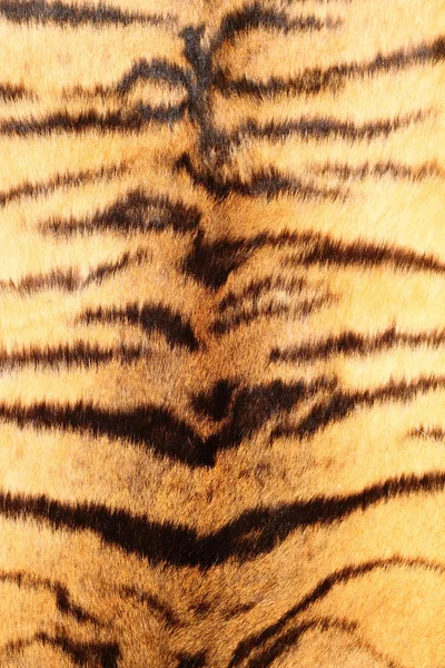 Detail of colorful tiger fur — Stock Photo, Image