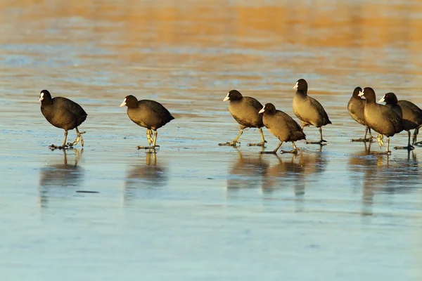 Flock av söta sothöns på isig sjö — Stockfoto