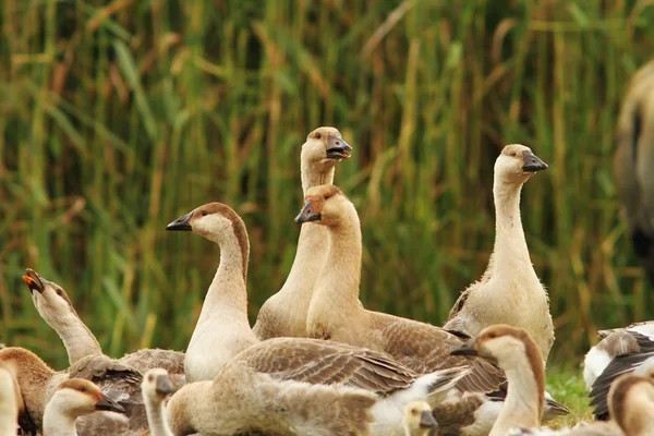 Flock of brownish geese — Stock Photo, Image