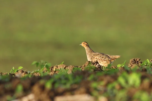 Rebhuhnweibchen auf dem Feld — Stockfoto