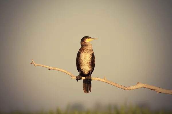 Great cormorant on branch — Stock Photo, Image